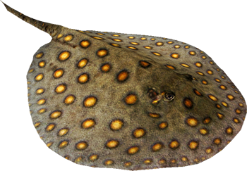 what to know about stingray stings marque medical blog