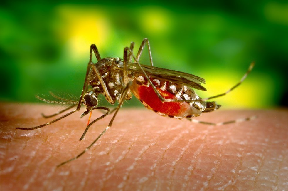 Allergic to Insect Bites and Stings? Warm Weather Can Be a Real Stinger! by Christy Hayes