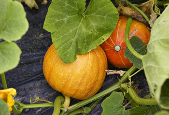 Health Benefits of Pumpkin by Lauren Mitchell
